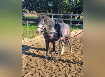 Altri pony/cavalli di piccola taglia, Castrone, 5 Anni, 125 cm, Grigio pezzato