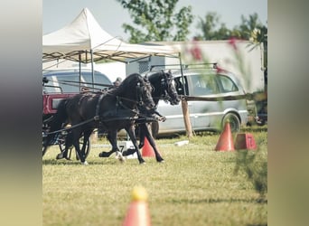 Altri pony/cavalli di piccola taglia, Castrone, 5 Anni, 125 cm, Morello
