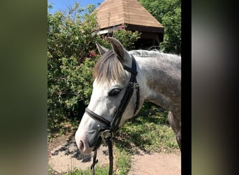 Altri pony/cavalli di piccola taglia, Castrone, 5 Anni, 127 cm, Grigio