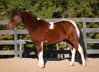 Altri pony/cavalli di piccola taglia, Castrone, 5 Anni, 127 cm, Pezzato