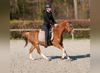 Altri pony/cavalli di piccola taglia, Castrone, 5 Anni, 128 cm, Sauro