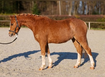 Altri pony/cavalli di piccola taglia, Castrone, 5 Anni, 128 cm, Sauro