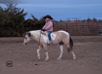 Altri pony/cavalli di piccola taglia, Castrone, 5 Anni, 130 cm, Pezzato