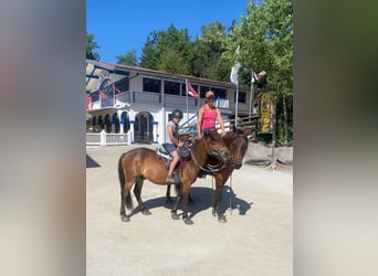 Altri pony/cavalli di piccola taglia, Castrone, 5 Anni, 132 cm, Baio