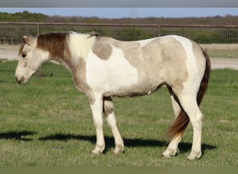 Altri pony/cavalli di piccola taglia, Castrone, 5 Anni, 135 cm, Pezzato