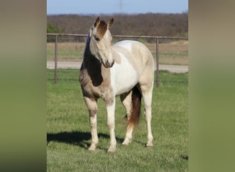 Altri pony/cavalli di piccola taglia, Castrone, 5 Anni, 135 cm, Pezzato