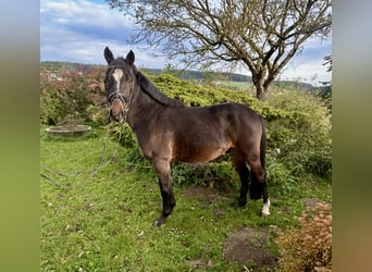 Altri pony/cavalli di piccola taglia, Castrone, 5 Anni, 140 cm, Baio