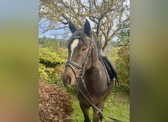 Altri pony/cavalli di piccola taglia, Castrone, 5 Anni, 140 cm, Baio