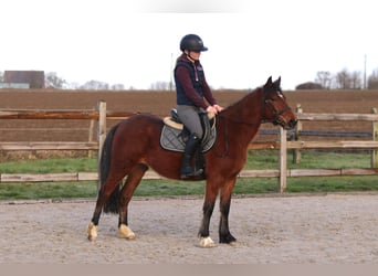 Altri pony/cavalli di piccola taglia, Castrone, 5 Anni, 140 cm, Baio