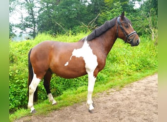 Altri pony/cavalli di piccola taglia Mix, Castrone, 5 Anni, 140 cm, Pezzato