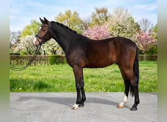 Altri pony/cavalli di piccola taglia, Castrone, 5 Anni, 142 cm, Baio