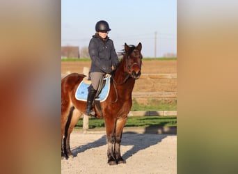 Altri pony/cavalli di piccola taglia, Castrone, 5 Anni, 142 cm, Baio