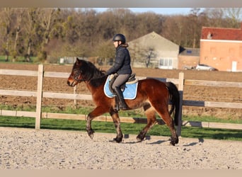 Altri pony/cavalli di piccola taglia, Castrone, 5 Anni, 142 cm, Baio