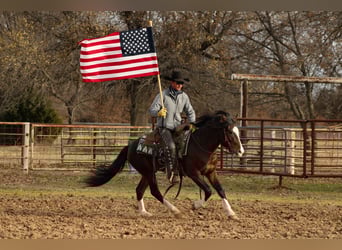 Altri pony/cavalli di piccola taglia, Castrone, 5 Anni, 142 cm, Pezzato