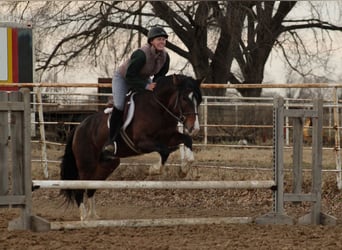 Altri pony/cavalli di piccola taglia, Castrone, 5 Anni, 142 cm, Pezzato