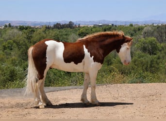 Altri pony/cavalli di piccola taglia, Castrone, 5 Anni, 142 cm, Pezzato