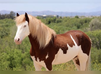 Altri pony/cavalli di piccola taglia, Castrone, 5 Anni, 142 cm, Pezzato