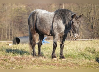 Altri pony/cavalli di piccola taglia Mix, Castrone, 5 Anni, 142 cm, Roano blu