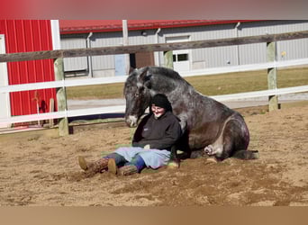 Altri pony/cavalli di piccola taglia Mix, Castrone, 5 Anni, 142 cm, Roano blu