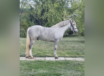Altri pony/cavalli di piccola taglia, Castrone, 5 Anni, 143 cm, Grigio