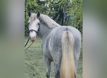 Altri pony/cavalli di piccola taglia, Castrone, 5 Anni, 143 cm, Grigio