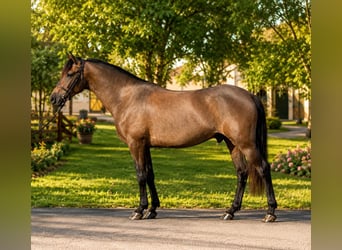 Altri pony/cavalli di piccola taglia, Castrone, 5 Anni, 145 cm, Baio scuro