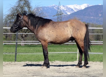 Altri pony/cavalli di piccola taglia, Castrone, 5 Anni, 145 cm, Grullo