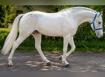 Altri pony/cavalli di piccola taglia, Castrone, 5 Anni, 145 cm, Leopard