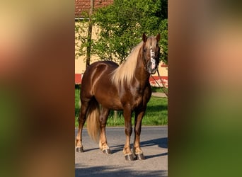 Altri pony/cavalli di piccola taglia, Castrone, 5 Anni, 146 cm, Sauro scuro
