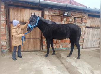Altri pony/cavalli di piccola taglia, Castrone, 5 Anni, 147 cm, Grigio ferro