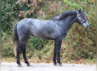 Altri pony/cavalli di piccola taglia, Castrone, 5 Anni, 147 cm, Grigio pezzato
