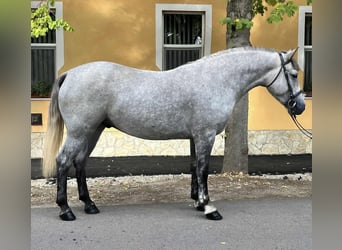 Altri pony/cavalli di piccola taglia, Castrone, 5 Anni, 147 cm, Grigio pezzato