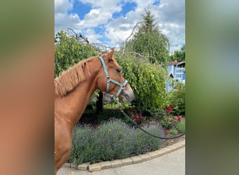 Altri pony/cavalli di piccola taglia, Castrone, 5 Anni, 147 cm, Sauro