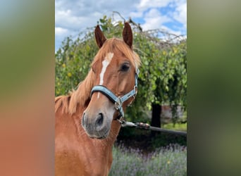 Altri pony/cavalli di piccola taglia, Castrone, 5 Anni, 147 cm, Sauro