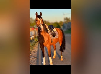 Altri pony/cavalli di piccola taglia, Castrone, 5 Anni, 148 cm, Baio