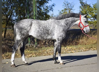 Altri pony/cavalli di piccola taglia, Castrone, 5 Anni, 148 cm, Grigio pezzato