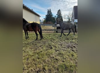 Altri pony/cavalli di piccola taglia Mix, Castrone, 5 Anni, 149 cm, Falbo baio