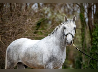 Altri pony/cavalli di piccola taglia, Castrone, 5 Anni, 150 cm, Grigio pezzato
