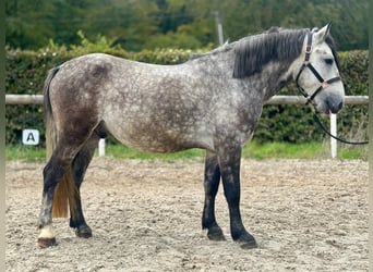 Altri pony/cavalli di piccola taglia, Castrone, 5 Anni, 150 cm, Grigio pezzato