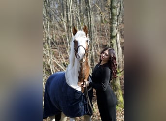 Altri pony/cavalli di piccola taglia Mix, Castrone, 5 Anni, 150 cm, Pezzato