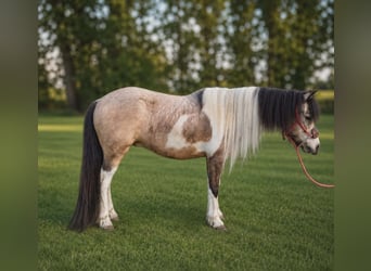 Altri pony/cavalli di piccola taglia, Castrone, 5 Anni, 152 cm, Pezzato
