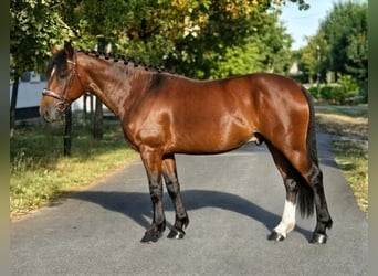 Altri pony/cavalli di piccola taglia, Castrone, 5 Anni, 153 cm, Baio