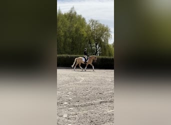 Altri pony/cavalli di piccola taglia, Castrone, 5 Anni, 153 cm, Palomino