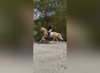 Altri pony/cavalli di piccola taglia, Castrone, 5 Anni, 153 cm, Palomino