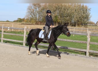 Altri pony/cavalli di piccola taglia, Castrone, 5 Anni, 154 cm, Morello