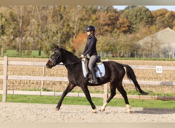 Altri pony/cavalli di piccola taglia, Castrone, 5 Anni, 154 cm, Morello