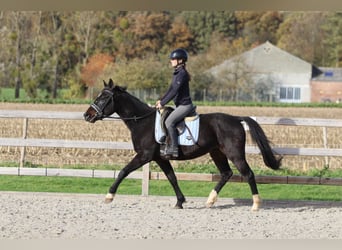 Altri pony/cavalli di piccola taglia, Castrone, 5 Anni, 154 cm, Morello