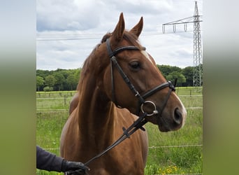 Altri pony/cavalli di piccola taglia, Castrone, 5 Anni, 154 cm, Sauro scuro