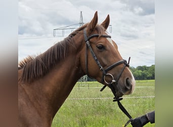 Altri pony/cavalli di piccola taglia, Castrone, 5 Anni, 154 cm, Sauro scuro
