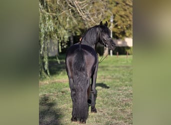 Altri pony/cavalli di piccola taglia, Castrone, 5 Anni, 155 cm, Morello